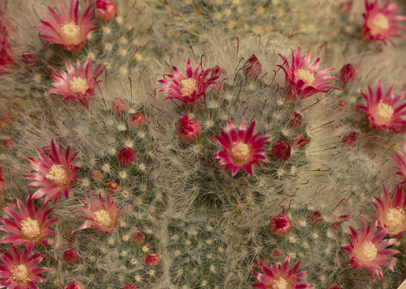 Mammillaria bocasana